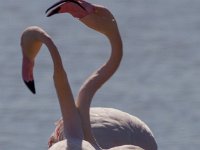 Flamingo's : Europa, Nat. park Donana, Reisen, Spanje, europa